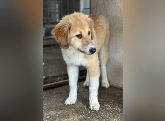 Flikka, geb. ca. 01/2025, lebt in GRIECHENLAND, im städt. Tierheim Serres