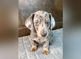 Zwerg Dackel Welpen in besonderen Farben (blue / choco / Harlekin) suchen tolles Zuhause