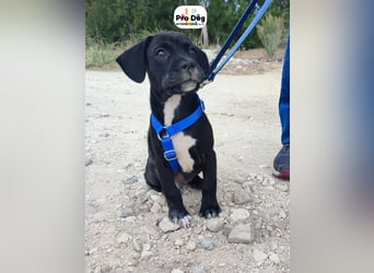 Hundebaby Sharik