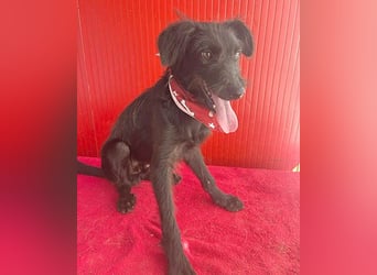 ❤️ kleiner Schnauzer-Mix PEDRO - 8 Monate, 40cm/10kg