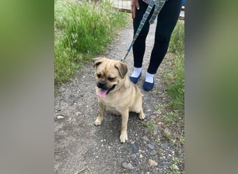 Jedi, geboren 01.01.2023, 45cm sucht sein Zuhause