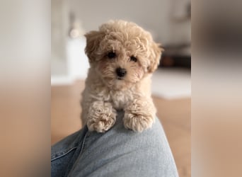 Maltipoo Pudel Malteser