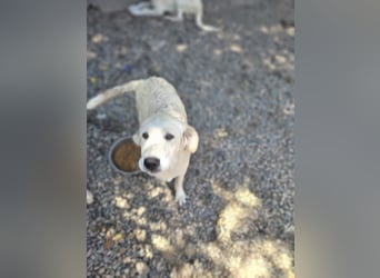 Casey: ein Schatz für die ganze Familie