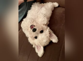 2 wunderschöne Bichon Frise Welpen im Teddylook