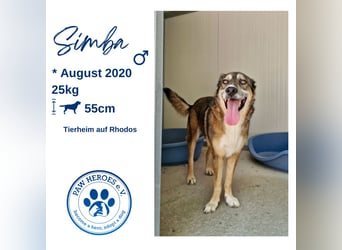Abenteuerlustiger Knuddelbär SIMBA sucht eine Familie!