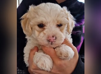 Havapoo Pudel Havaneser-ShihTzu