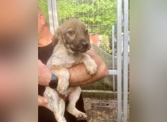 Muffin - lebhafter, aktiver, neugieriger und verspielter junger Rüde / z.Zt. noch in Rumänien