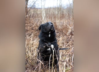 Familienhund Semön sucht ein Zuhause