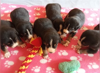 Entlebucher Sennenhund-Welpen "vom Zwergenstübchen" mit Ahnentafel