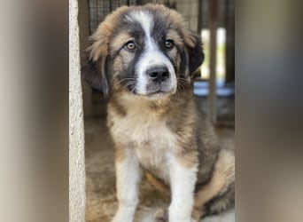 Kroos, geb. ca. 03/2024, lebt in GRIECHENLAND, im städt. Tierheim Serres