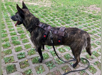 liebe Alice in 8048 Zürich sucht ihr Zuhause für Immer
