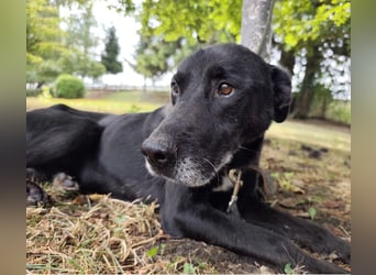 Miko ein unglücklicher Senior