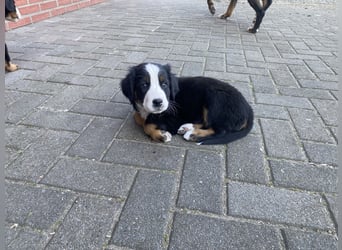 Sehr Liebe Hunde Appenzeller Sennen