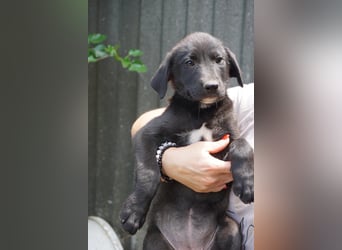 Ruby - sitzt auf gepackten Köfferchen