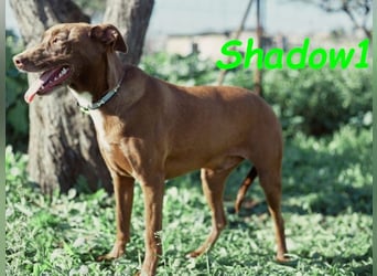 Shadow1 10/2021 (ESP) - liebevoller und sehr sozialer Podenco-Mix, ein treuer Menschenfreund!