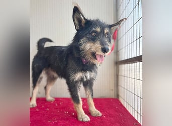 ❤️ süßes Pinsel-Öhrchen LEDI - 2 Jahre, 40cm/12kg - Schnauzer-Mix ❤️
