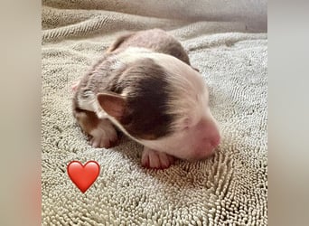 Mini/Miniature Australian Shepherd Welpen mit Papiere