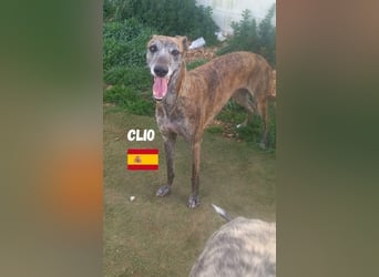 Clio,geb.06/19,freundliche Galgo-Hündin sucht ihre Familie