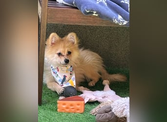 Scotty SR - quirliger Mini-Spitz sucht aktives Zuhause mit Herz