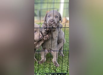 Labrador Welpen in der Farbe Silber mit Ahnentafel!