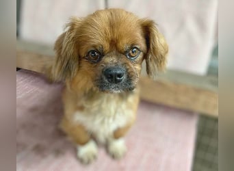 ❤️ kleiner Herzensbrecher PADDY - 8 Jahre, 30cm/8kg - Pekinese