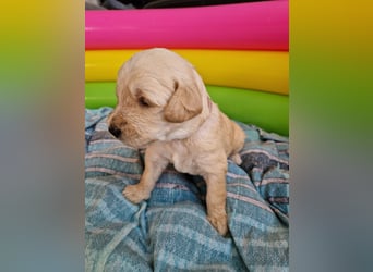 Labradoddle F1