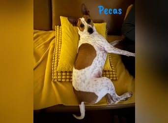 Pecas 05/2022 (in Deutschland) - frech, klug und bereit fürs Abenteuer!