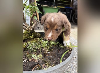 Mini Australien Shepherd Welpen suchen Traumzuhause