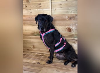 Labradorhündin sucht ein Zuhause