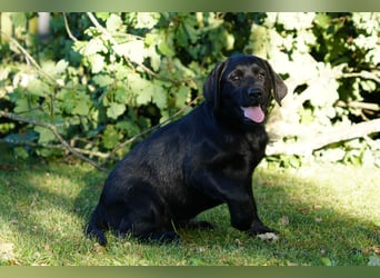Labradorwelpen