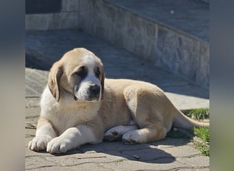 Mittelasiatischer Schäferhund mit stammbaum