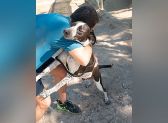 Casimo, Mix Labrador / Pointer, lieb und sozial