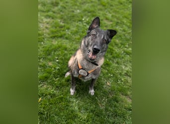 Nelson ein toller Hollandse Herder Mix
