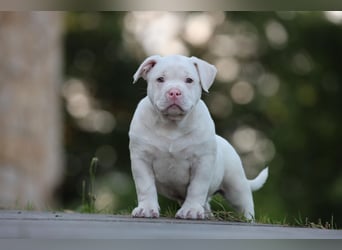 Unglaublich schöne American Bully Welpen!