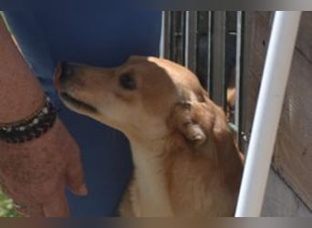 Mel, eine von zwölf zurückgebliebenen Hunden sucht ein neues Zuhause