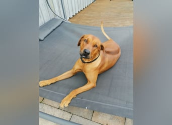 Rhodesian Ridgeback Welpen mit Papiere