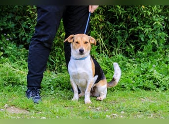 Yuna, Mix Beagle / Jack Russel Terrier, lieb und verträglich