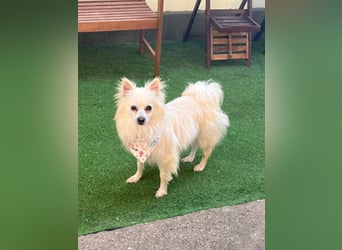 Flocky SR – Freundliche Prinzessin sucht ihr Schloss