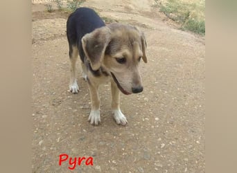 Pyra 05/2023 (GRC Pflegestelle) - verschmuste und ausgeglichene, süße Junghündin!