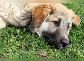 Hübscher Rufus sucht ein Zuhause