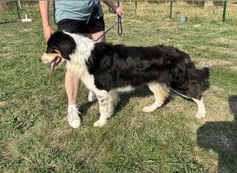 Max, geboren 27.06.2022, 65cm sucht ländliches Zuhause