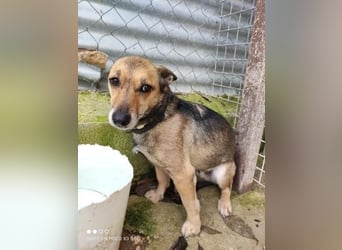 Notfall Leon-6 Jahre imTierheim