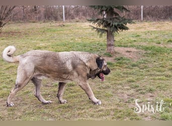 SPIRIT + SILA - die beiden Kangal-Mixe suchen ein gemeinsames Zuhause bei hundeerfahrenen Menschen