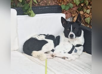 Oreo wartet in der Nähe von München