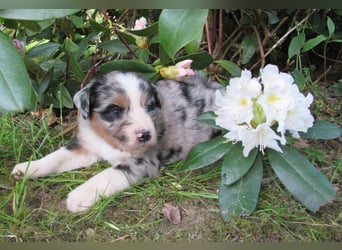 Mini Aussie Welpen Miniatur Australian Shepherd Welpen Welpe