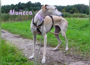 Muñeca 01/2019 (in Deutschland) - ausgeglichene und liebevolle, ganz besondere Galga!