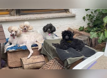 Toypudelwelpen aus Championverpaarung suchen neues Zuhause