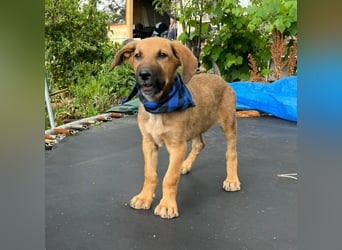 KOREL - bezauberndes Hundekind auf Familiensuche!