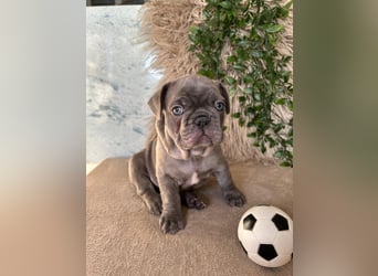 Französische Bulldogge Welpen