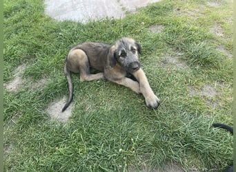 Irische Wolfshunde/ Irish Wolfhound Welpen
